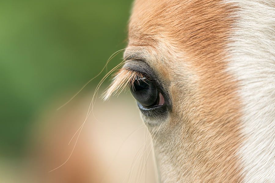 Reiten und Pferdeschlittenfahrten im Urlaub